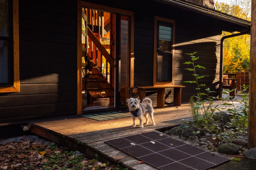A white dog stands outside a cabin