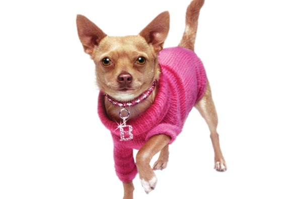 Legally Blonde Jr The Musical Lakewood Theatre