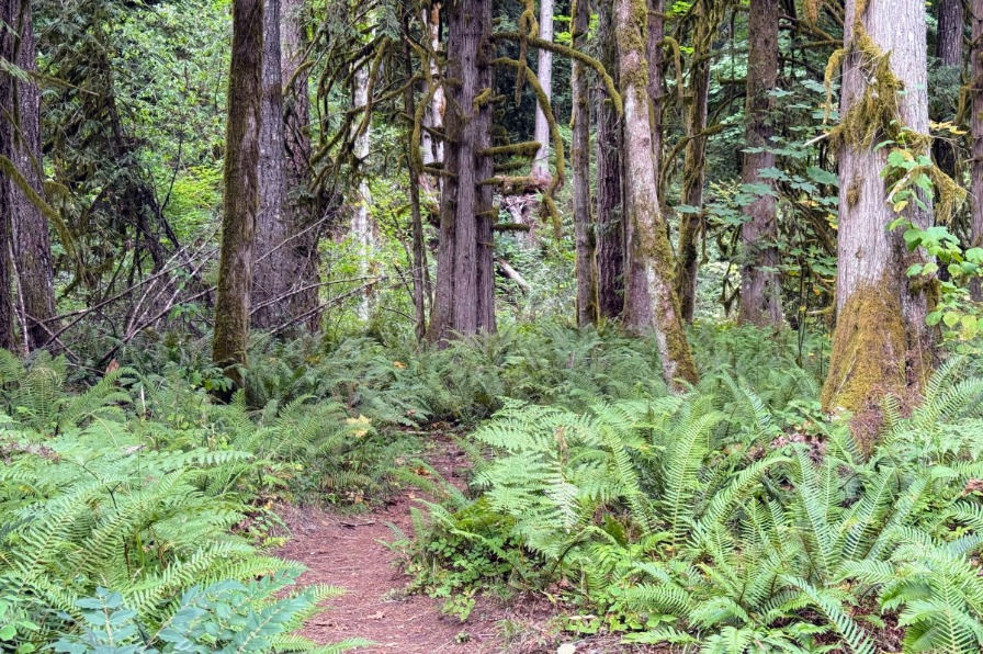 A brown dirt trail leads through green ferns.