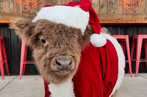 Mini Highland Cow dressed up in a Santa suit at TMK Creamery