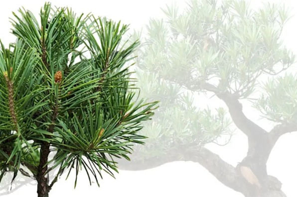 Beginner Bonsai Workshop at Cup of Tea