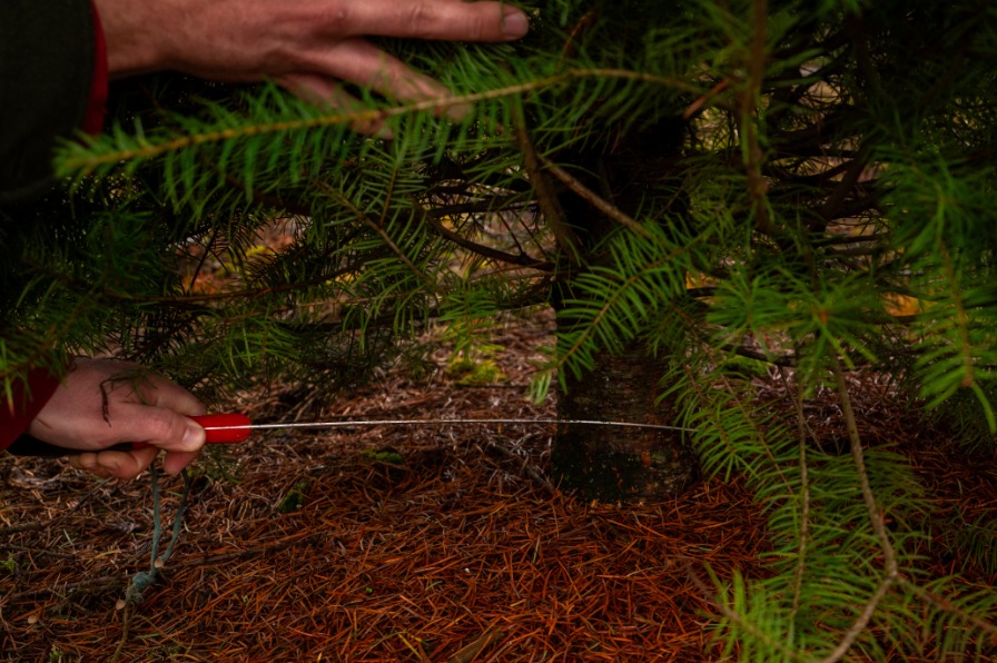 A hand with a saw cuts a tree