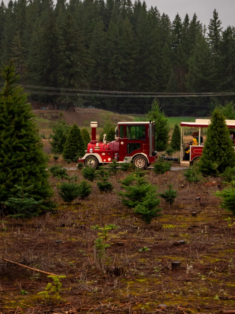 A red train pulls carts through green Christmas tree farm