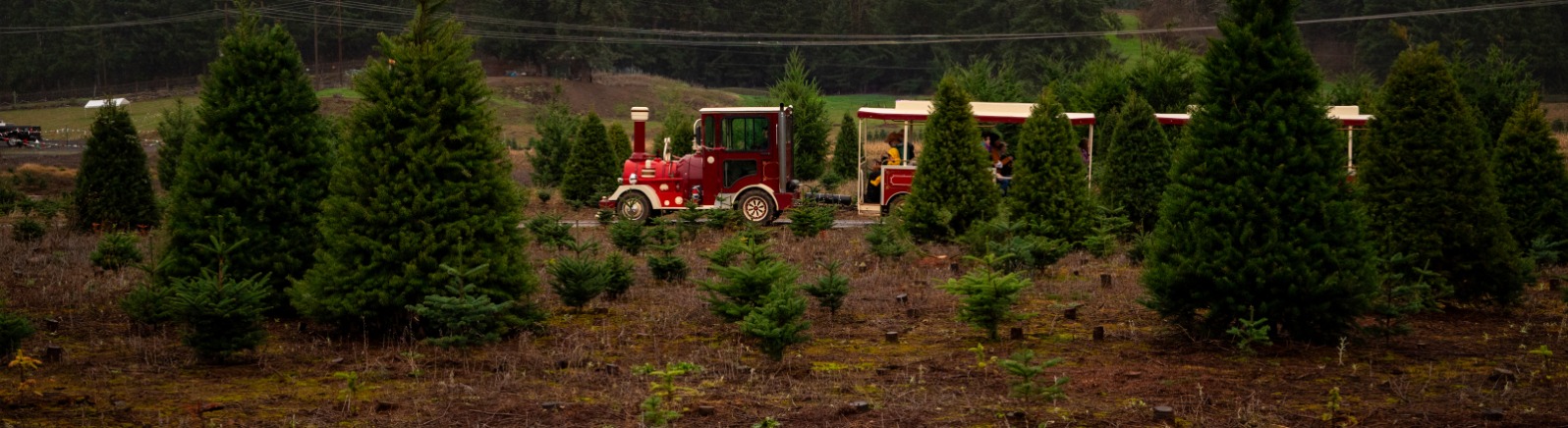 A red train pulls carts through green Christmas tree farm