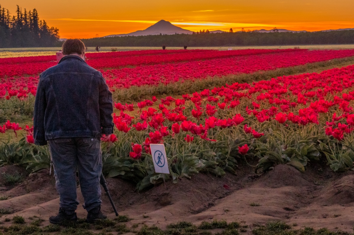 A photographer stands among red tulips as the sun rises orange behind a mountain.