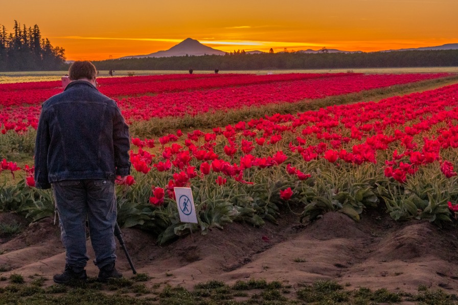A photographer stands among red tulips as the sun rises orange behind a mountain.