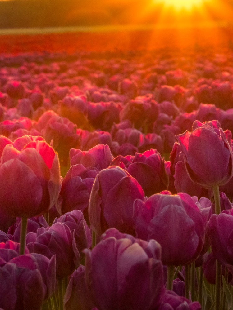 Sunbeams hit a field of purple tulips