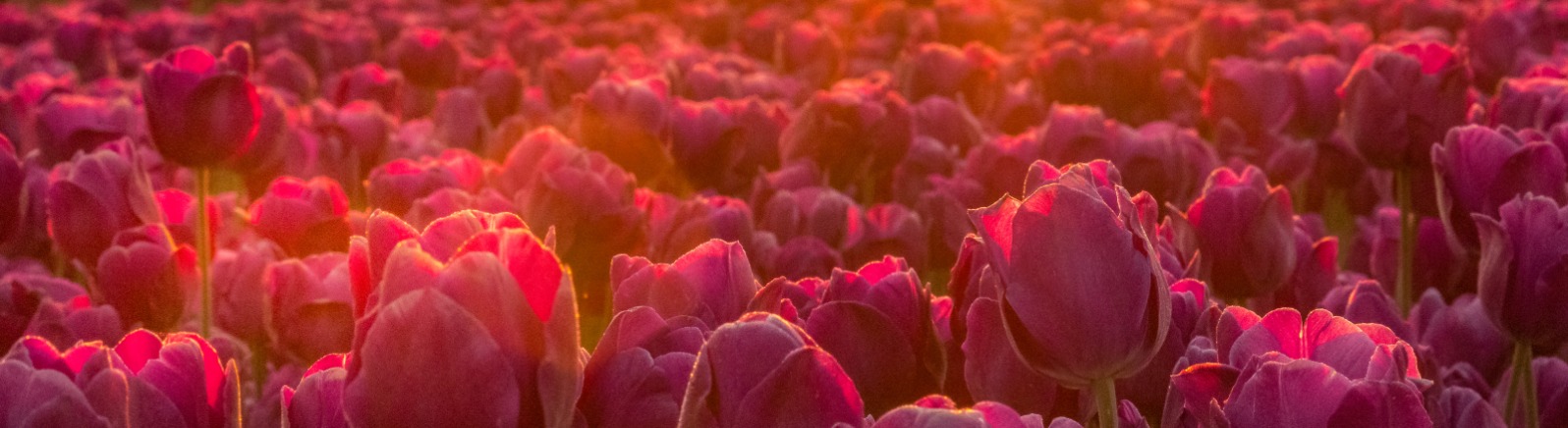 Sunbeams hit a field of purple tulips