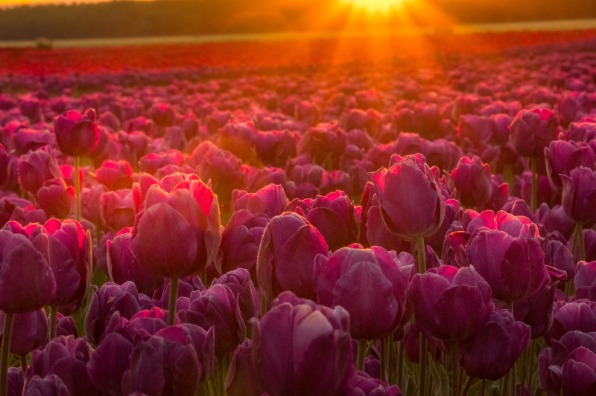 Sunbeams hit a field of purple tulips
