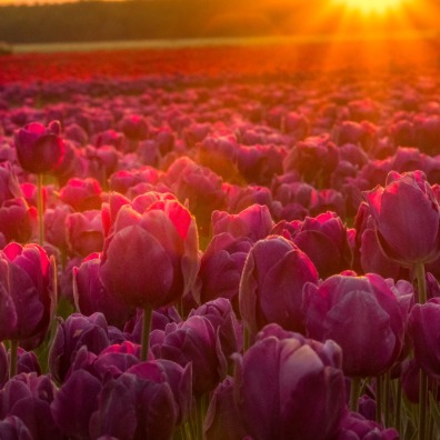 Sunbeams hit a field of purple tulips