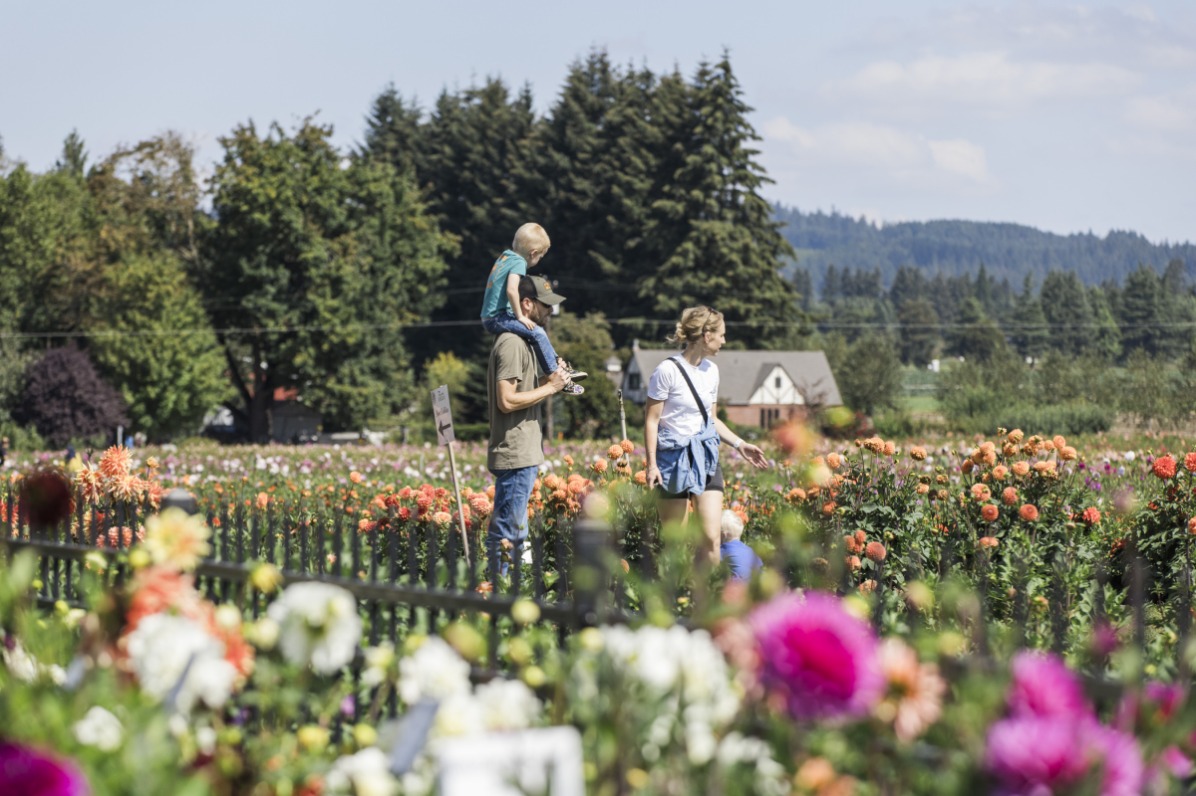 A family of four, one child on one parent's shoulders, walks through a field of dahlias.