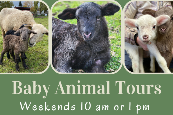 Baby Animal Tours at Triskelee