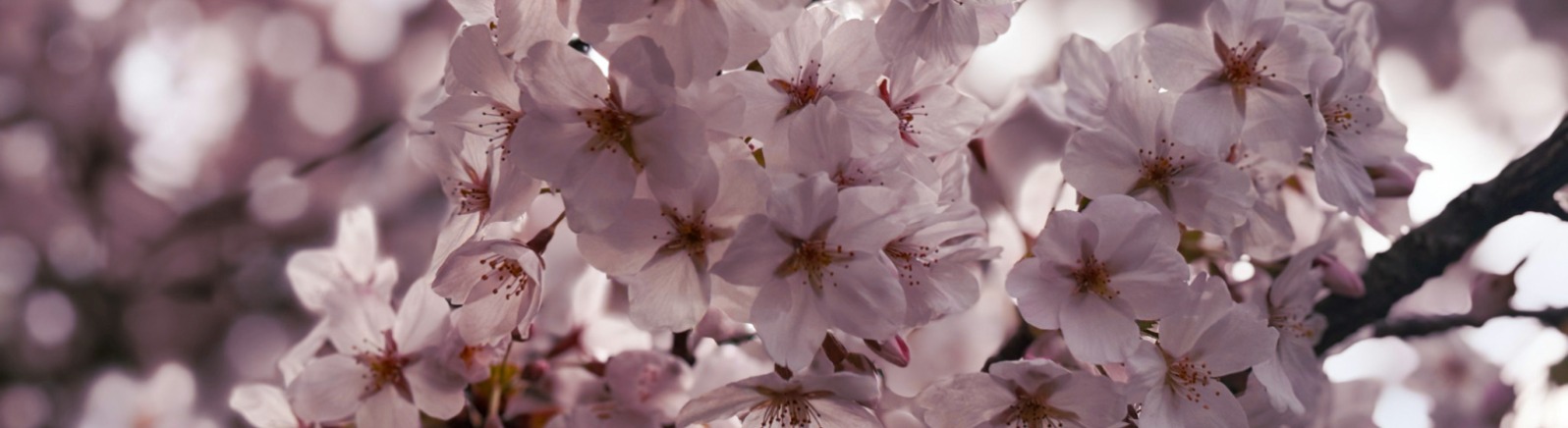 Close up of pink cherry blossom petals on a branch