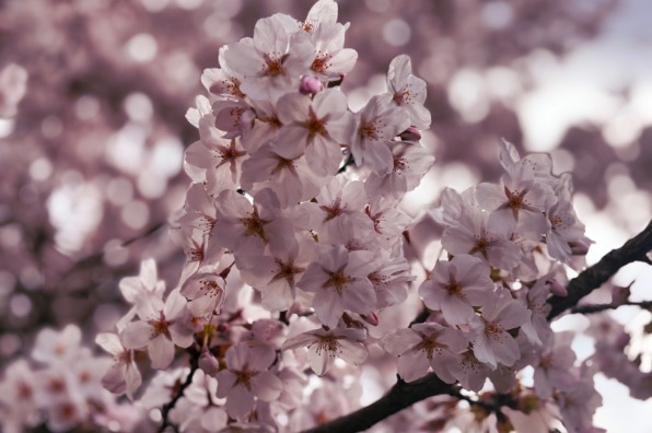 Close up of pink cherry blossom petals on a branch