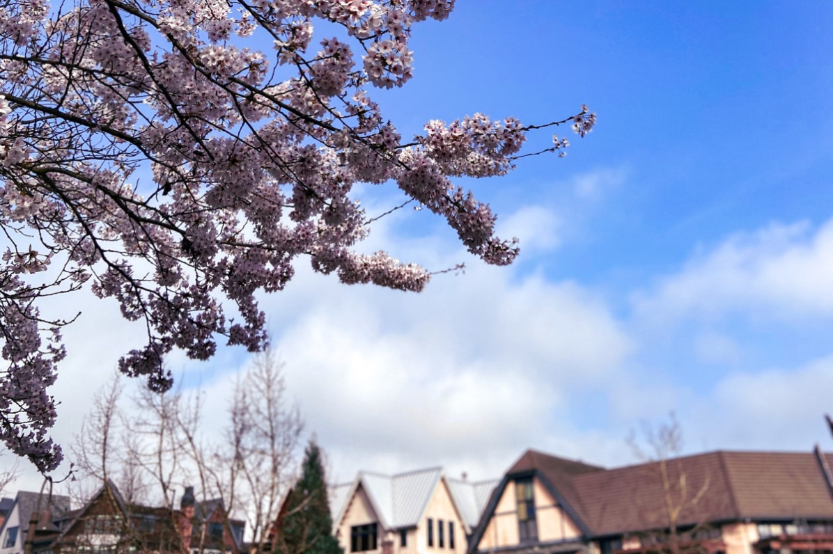 Tree branches covered in pink blossoms against a blue sky and buildings
