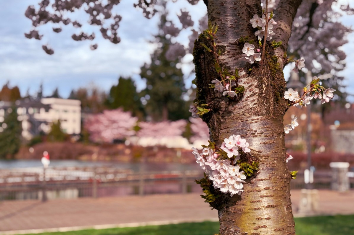 Tree trunk with pink cherry blossoms and tree-lined waterfront in background