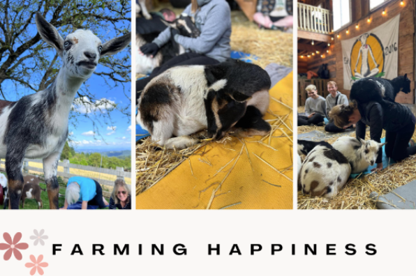 Original Goat Yoga Experience