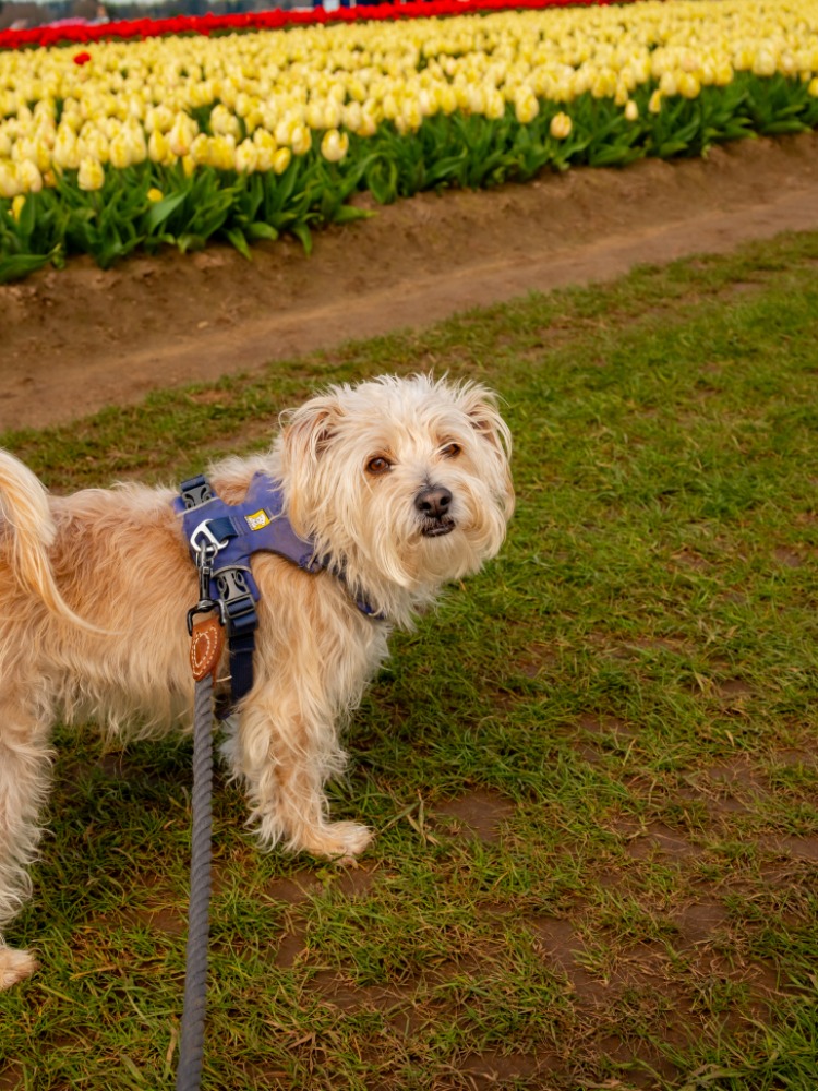 A white and brown dog stand in a green grass field