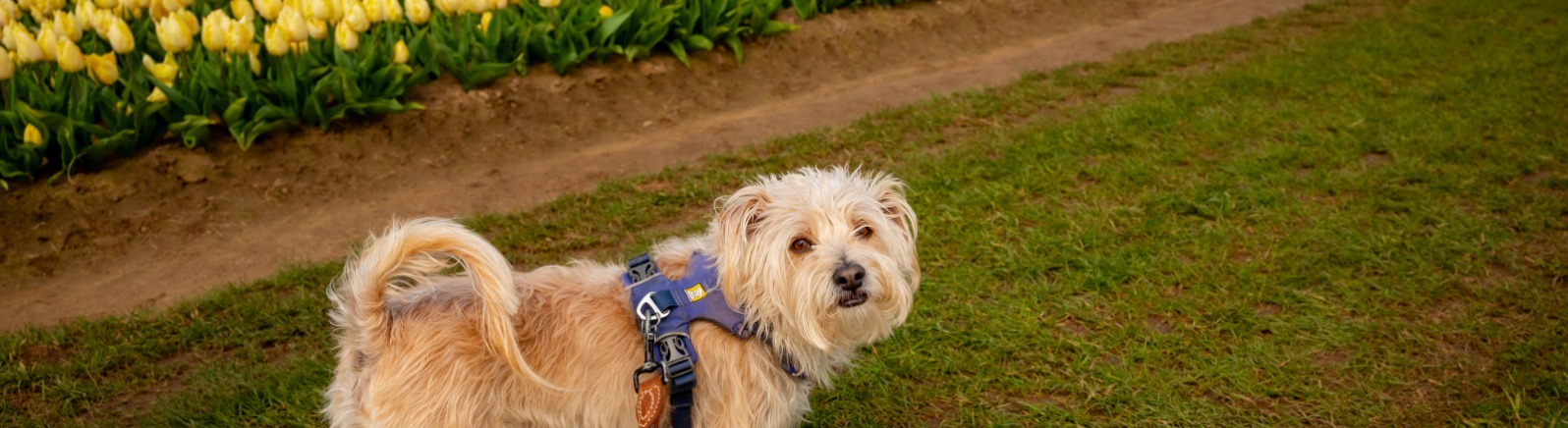A white and brown dog stand in a green grass field