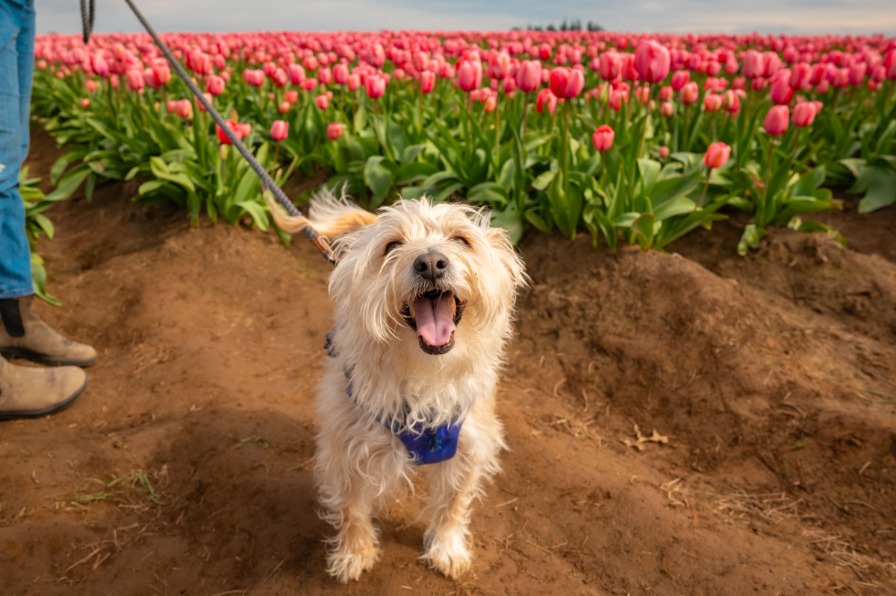 A white dog in a field of pink tulips