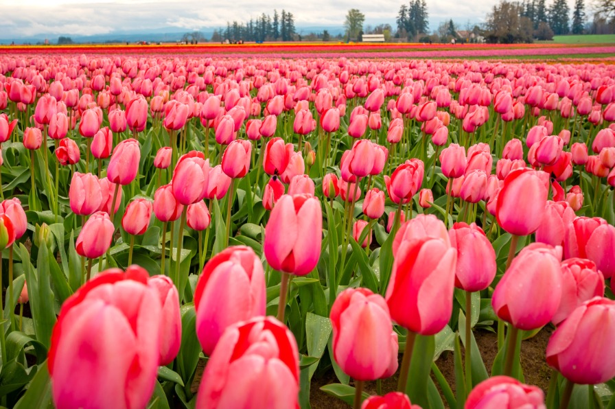 Fields of pink flowers