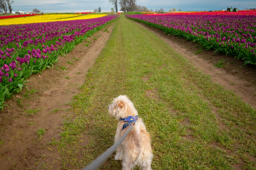 A white dog walks on green grass