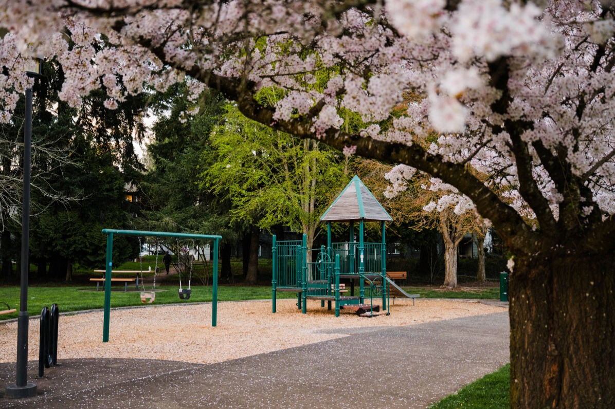 A playground with a green structure and swings, surrounded by blooming cherry blossom trees and lush greenery.