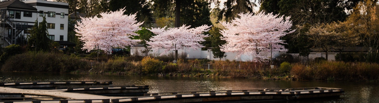 Cherry blossom trees in full bloom line a serene lakeside, with a backdrop of tall evergreen trees and a modern building. Wooden docks extends into the water.