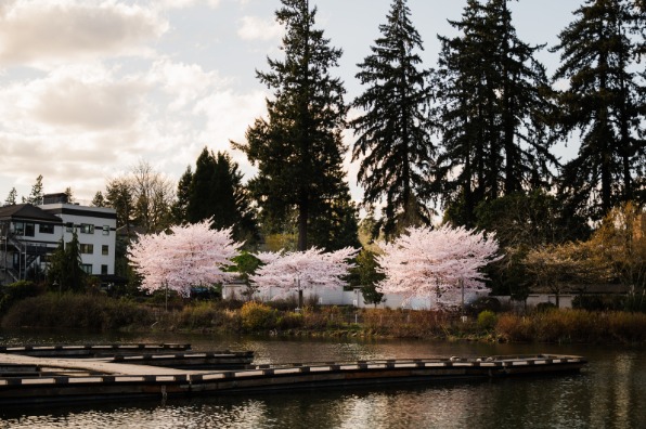 Cherry blossom trees in full bloom line a serene lakeside, with a backdrop of tall evergreen trees and a modern building. Wooden docks extends into the water.