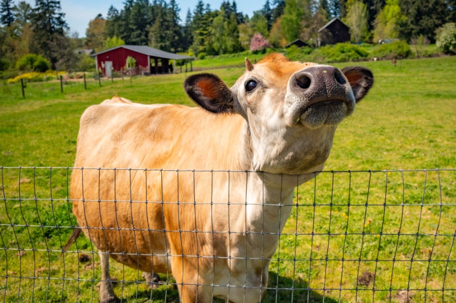 A brown cow looks at the camera