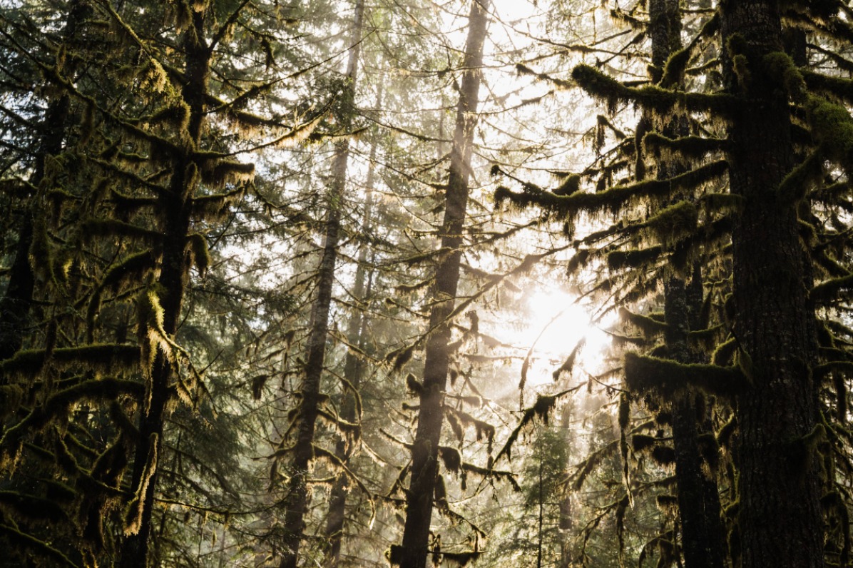 Light filtering through trees in the forest