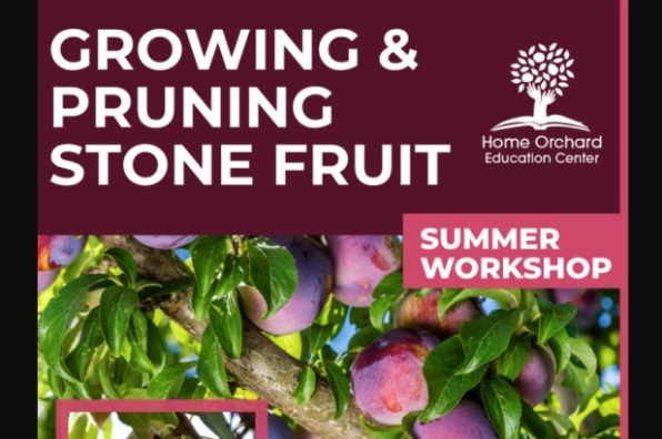 Growing & Pruning Stone Fruit