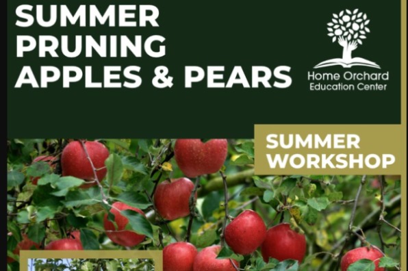 Summer Pruning Apples & Pears