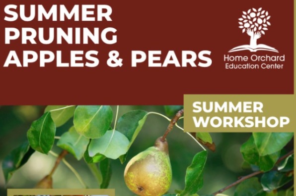 Summer Pruning Apples & Pears