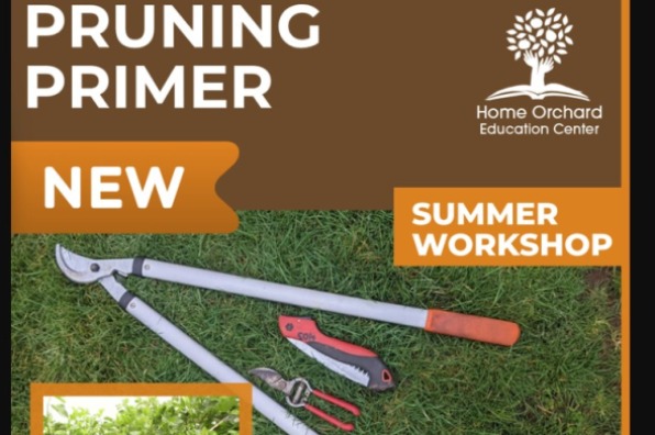 Pruning Primer Workshop
