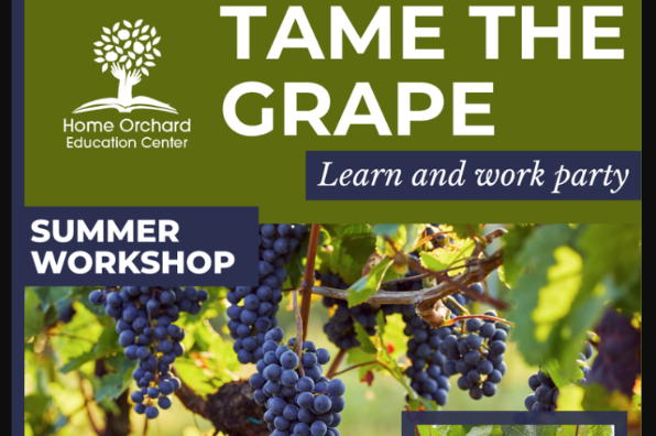 Tame The Grape! Summer Grape Control