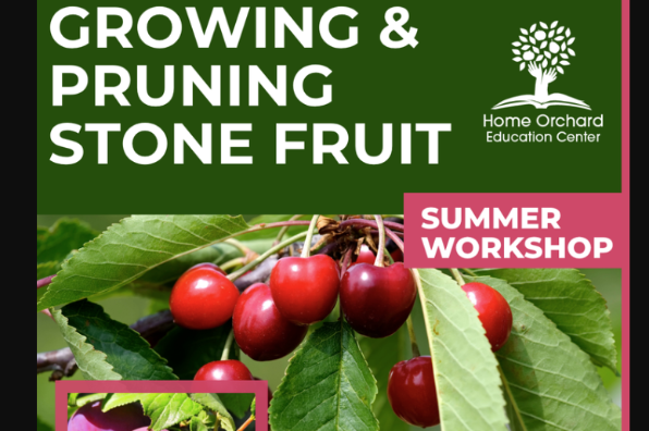 Growing & Pruning Stone Fruits