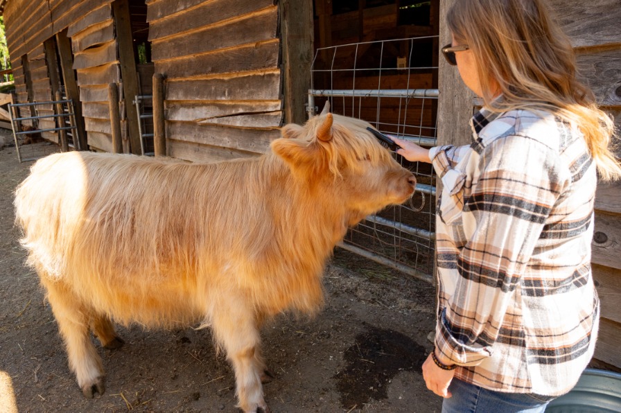 A person brushes a Highland Cow