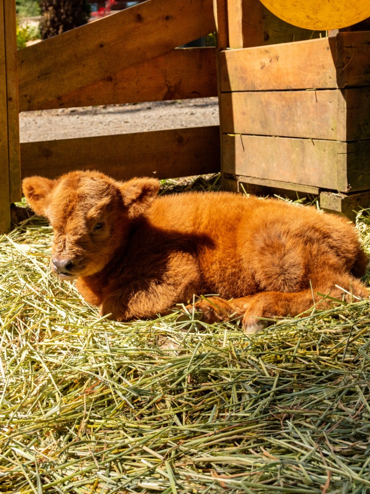 A baby brown Highland Cow lays in straw