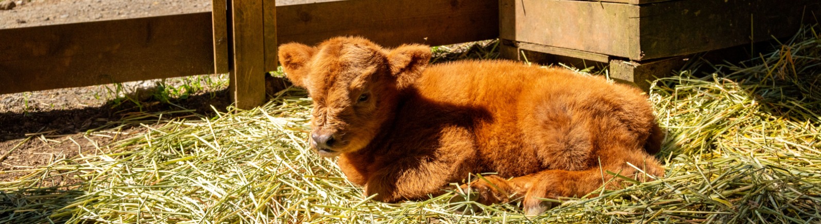 A baby brown Highland Cow lays in straw