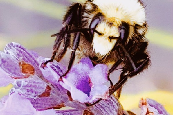Close up shot of a bee on lavender