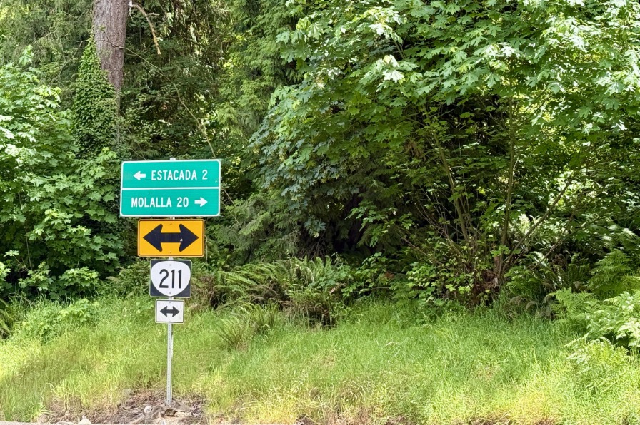 A green road sign against green trees