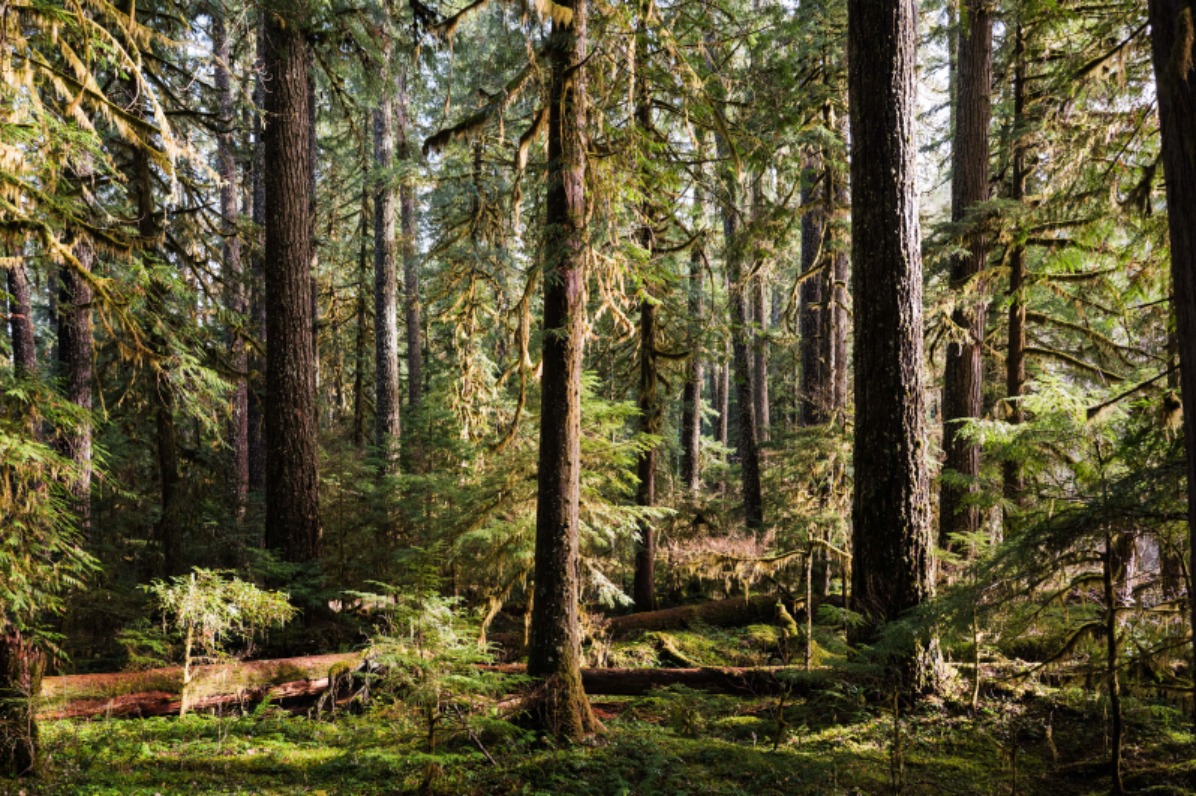 Lush green forest with tall trees and dappled sunlight filtering through the canopy, creating a serene and inviting atmosphere.