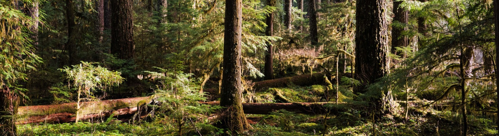 Lush green forest with tall trees and dappled sunlight filtering through the canopy, creating a serene and inviting atmosphere.