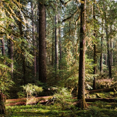 Lush green forest with tall trees and dappled sunlight filtering through the canopy, creating a serene and inviting atmosphere.