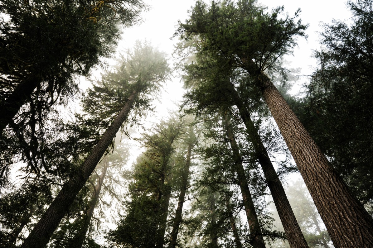 Tall evergreen trees rise into a misty sky, their trunks textured and rugged. Soft fog envelops the forest.