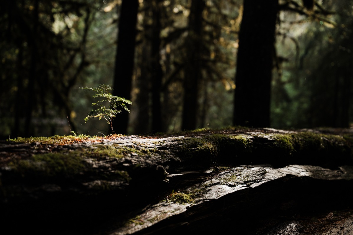 A small fern grows on a moss-covered log in a dense, shadowy forest, with tall trees creating a serene, natural atmosphere.