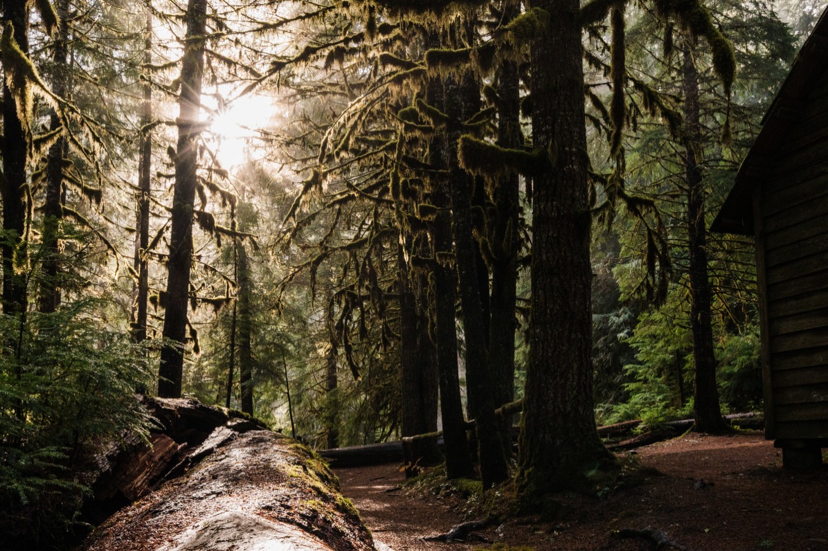 Sunlight filters through tall, moss-covered trees in a serene forest. A winding path leads deeper into the lush greenery.