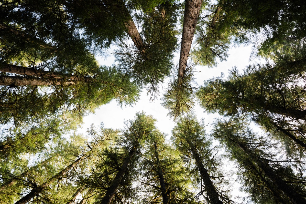 Looking up at tall trees with lush green foliage of tall trees against a bright sky.