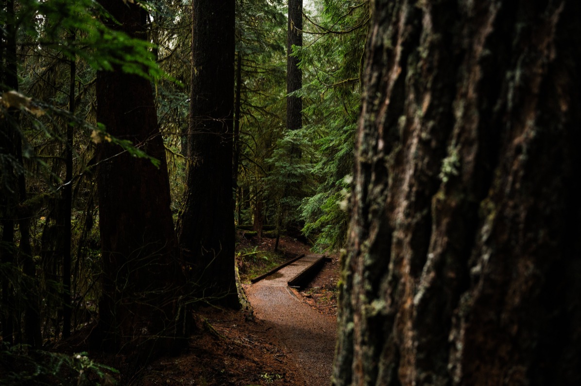 A winding path through a dense forest, flanked by tall trees and lush greenery. Soft light filters through the canopy.